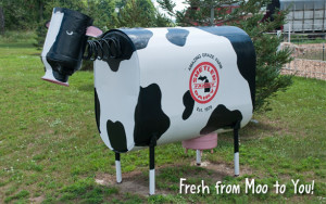Shetler Cow